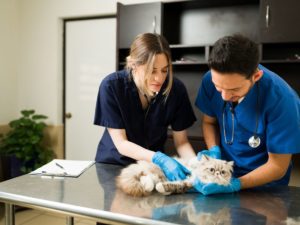 veterinarians and pet care professionals