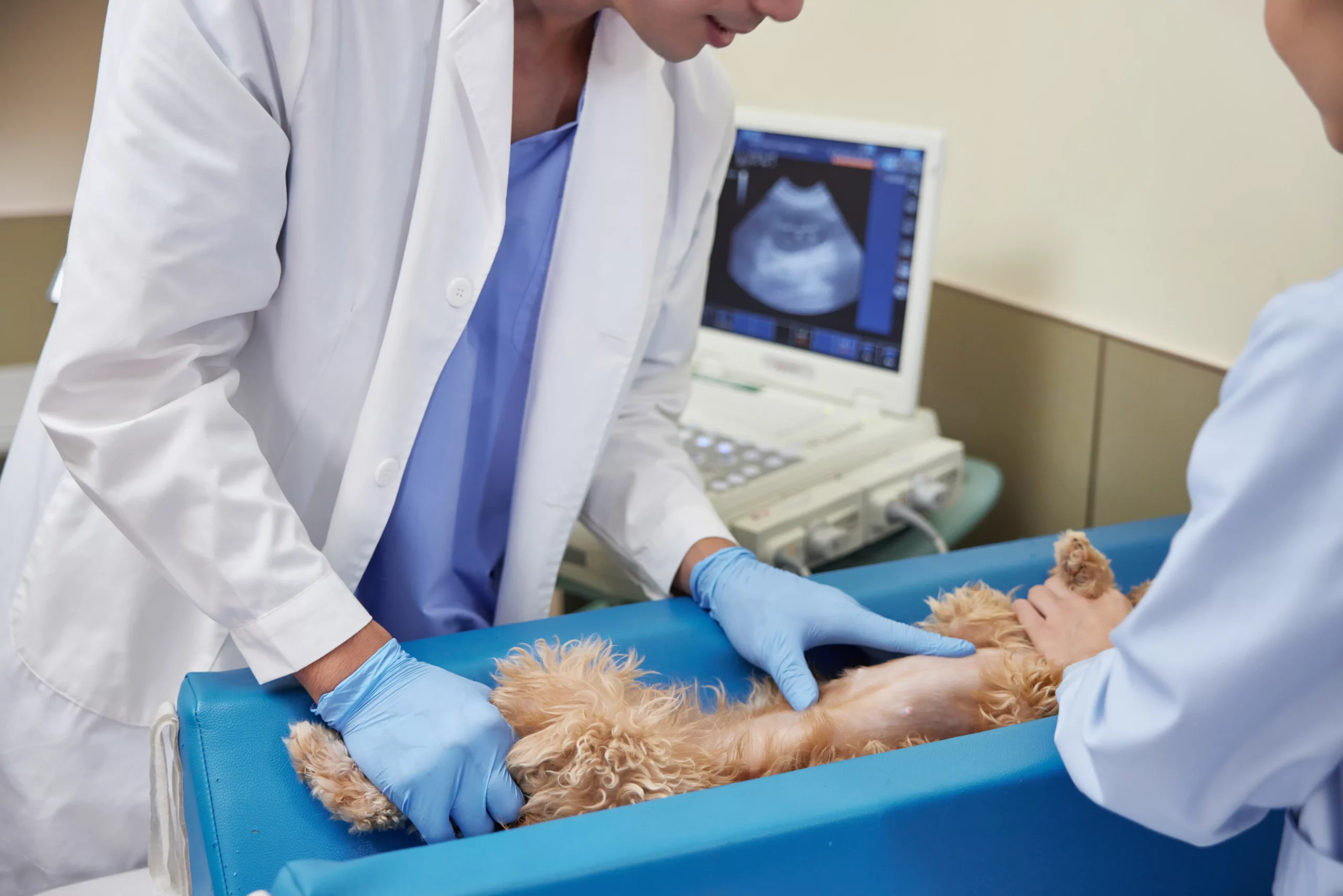 A playful dog receiving care at the veterinarian's clinic