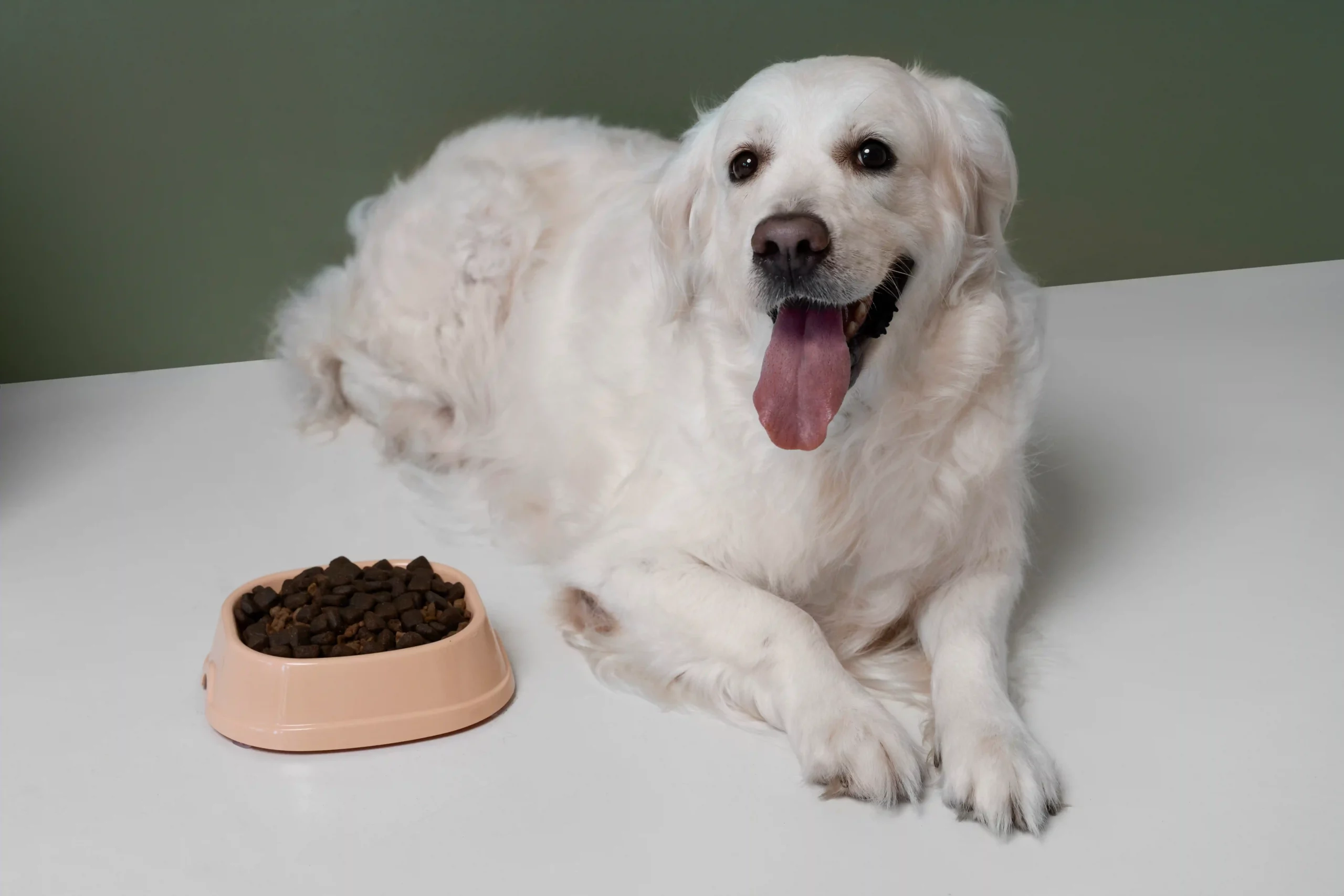 Essential Nutrients for Dogs